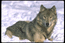 Gray Wolf